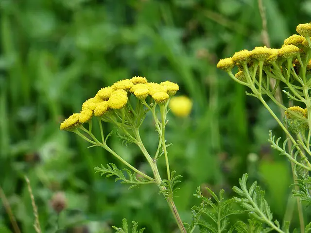 Tansy As Companion Plants