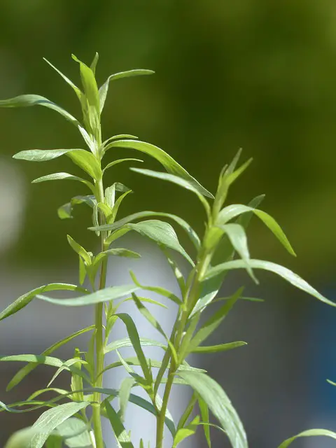 Tarragon As Companion Plants