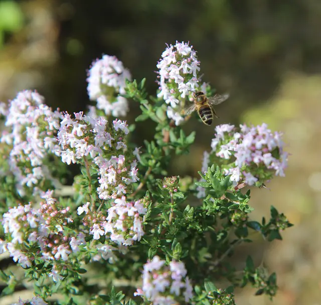 Thyme As Companion Plants