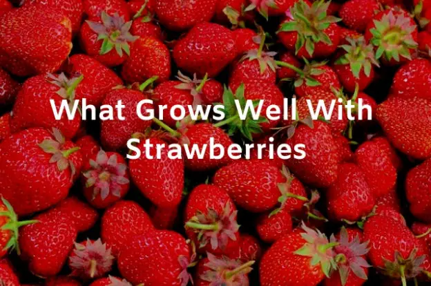 What Grows Well With Strawberries
