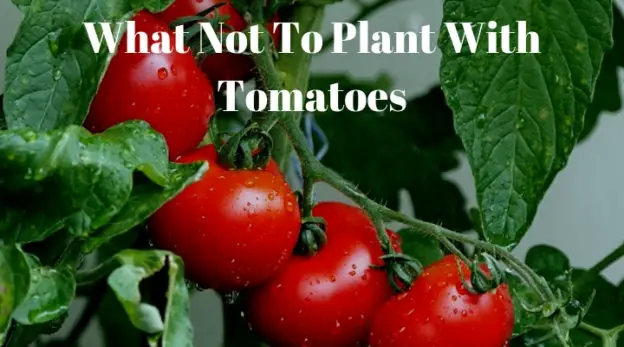 What Not To Plant With Tomatoes