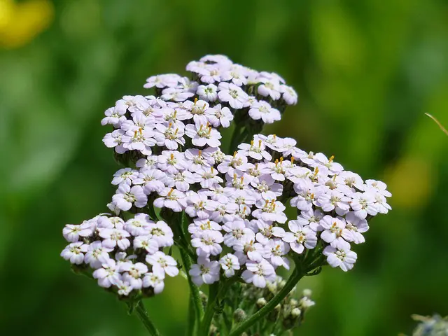 Yarrow As Companion Plants