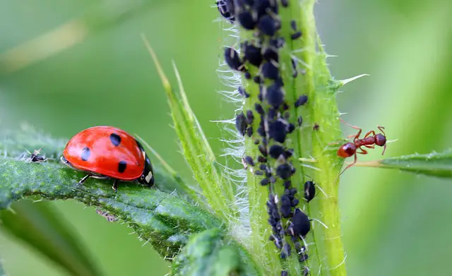 Attract insects that feed on aphids