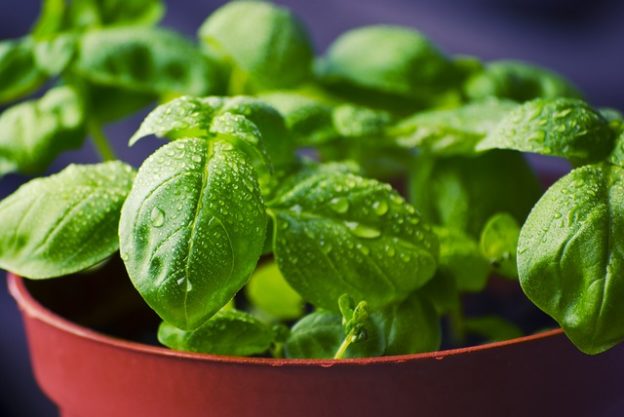 best aphid repellent plants