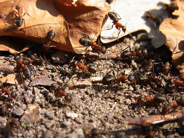 how to get rid of ants outside
