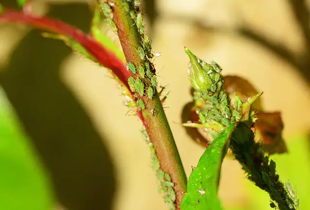 how to get rid of aphids greenfly