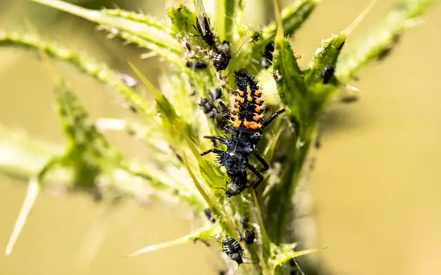 ladybird larvae eating aphids