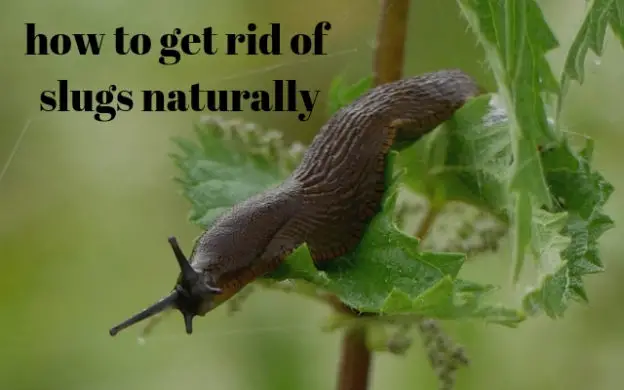 how to get rid of slugs naturally