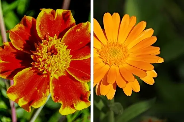 marigolds repel aphids