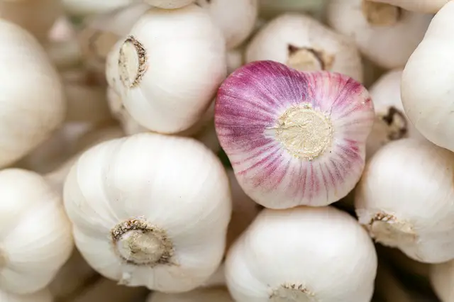 using garlic to get rid of slugs