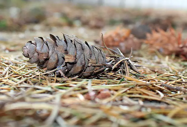using pine needles to get rid of slugs