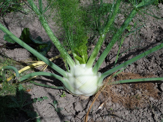 what not to grow with tomatoes fennel