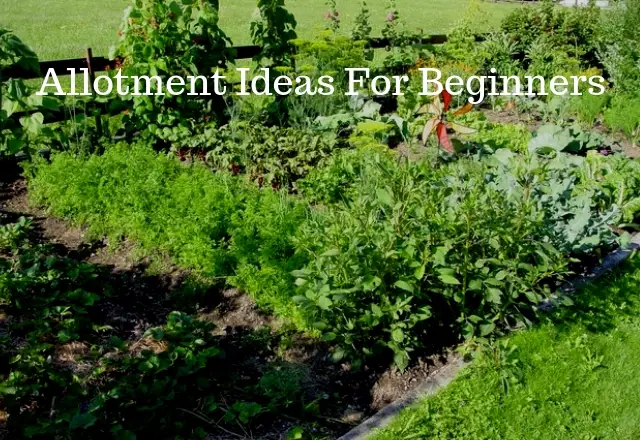 Allotment Ideas For Beginners Growing Guides