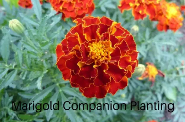 Marigold Companion Planting