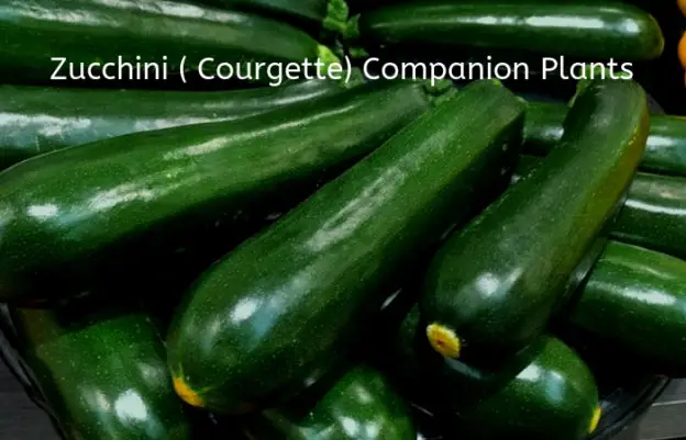 Zucchini ( Courgette) Companion Plants