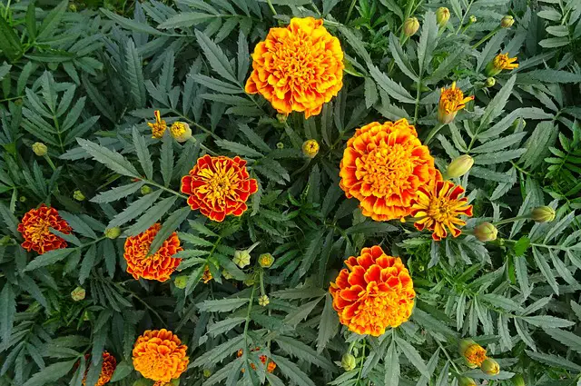 companion planting marigolds french marigold
