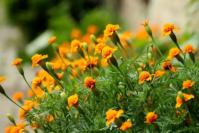courgette companion plants marigolds