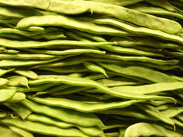 zucchini companion plants beans