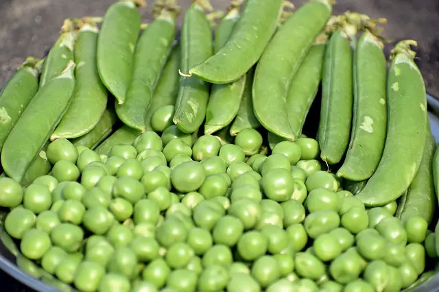 zucchini companion plants peas