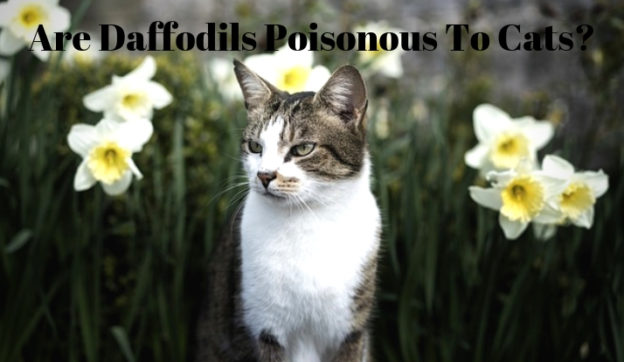 Are Daffodils Poisonous To Cats