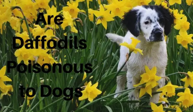 Are Daffodils Poisonous to Dogs 