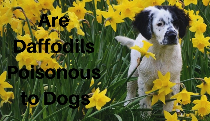 are daffodil plants poisonous to cats and dogs