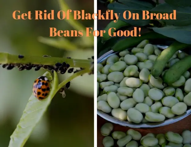 are broad beans poisonous to dogs