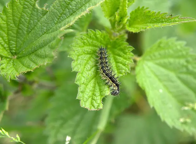 Growing Nettles