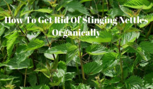 How To Get Rid Of Stinging Nettles Organically - Growing Guides