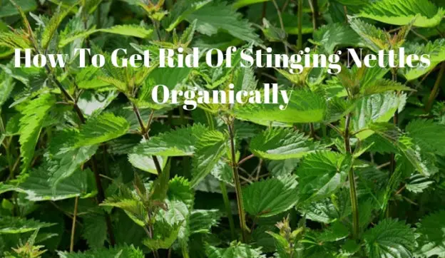How To Get Rid Of Stinging Nettles Organically