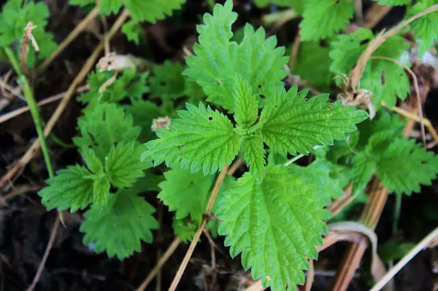  Get Rid of Stinging Nettles Organically