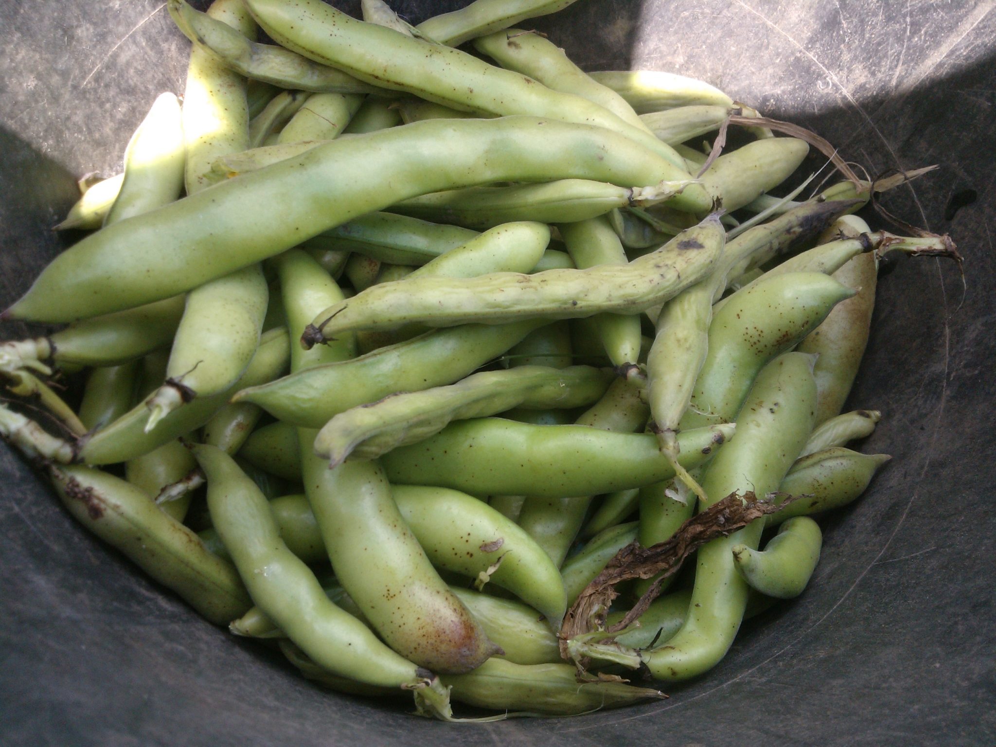 How to Prevent Blackfly From Attacking Broad Beans Growing Guides