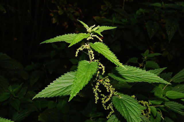 How to get rid of Stinging Nettles Permanently