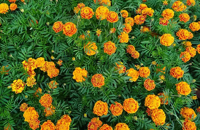 Marigold Winter Squash Companion Plants