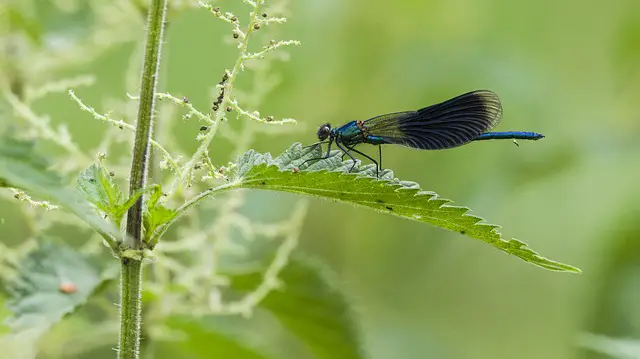 Nettle Fertilizer