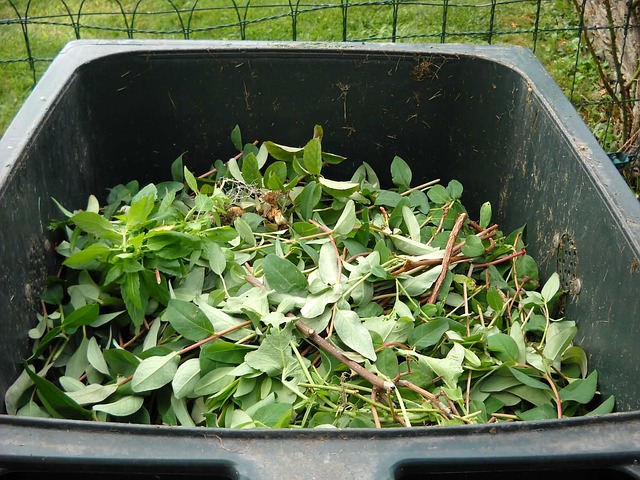 Nettles in Compost Bin