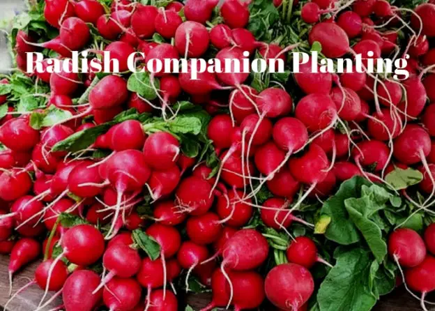 Radish Companion Planting