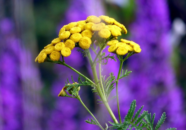 how to get rid of blackfly tansy