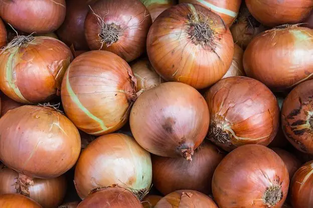 What Not To Plant After Onions