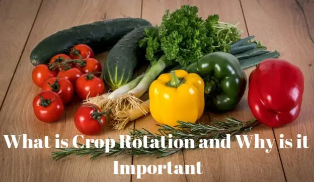 What is Crop Rotation and Why is it Important