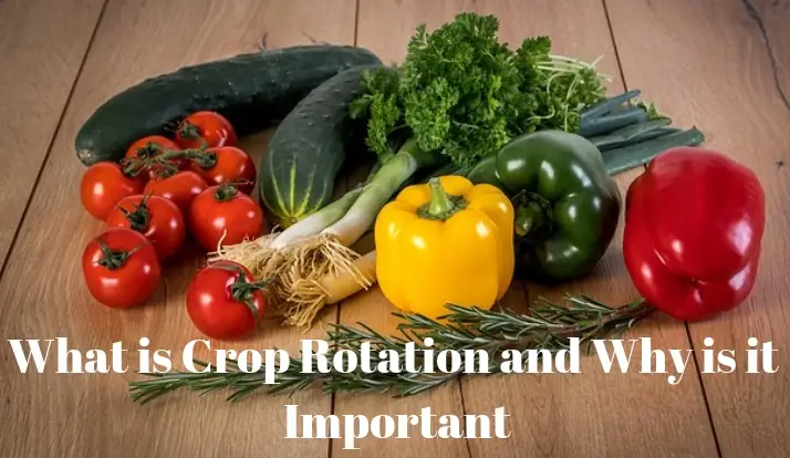 what-is-crop-rotation-and-why-is-it-important-growing-guides