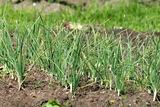 What to Grow Straight After Garlic