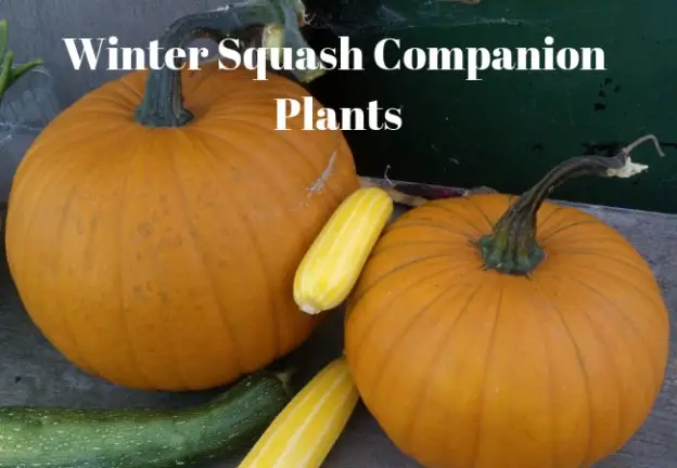 Winter Squash Companion Plants