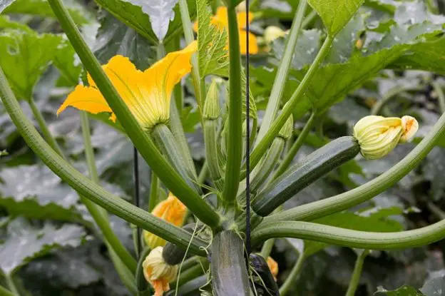 Winter Squash Companion Plants Growing Guides   Zucchini Courgette Winter Squash Companion Plants 624x415 