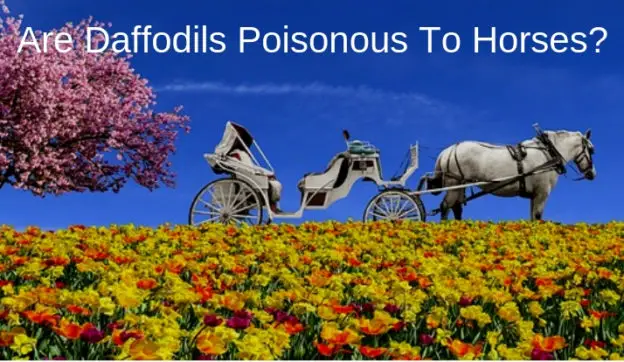 are daffodils poisonous to horses