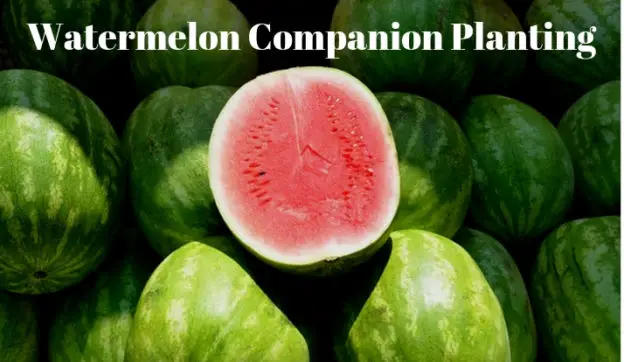 watermelon companion planting