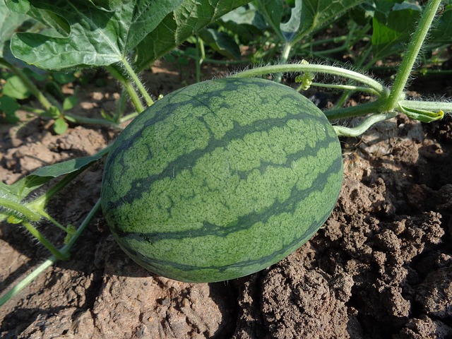 what are watermelons
watermelon companion planting