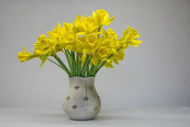 what to do if your dog drinks daffodil water