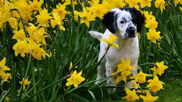 what to do if your dog eats daffodils