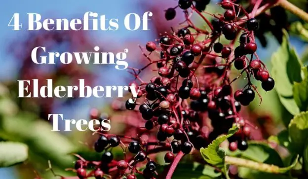 4 Benefits Of Growing Elderberry Trees